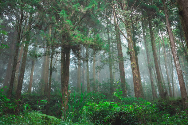 istock Foggy day in the forest, Alishan mountain, Taiwan 2188676248