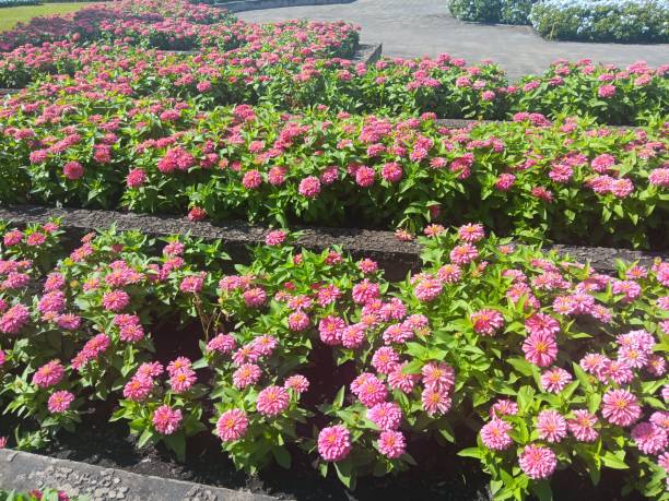 istock Zinnia  flowers 2188676913