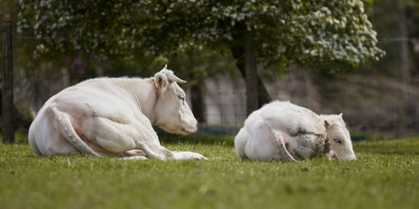 istock Young white bull with mother cow on meadow 2188677088