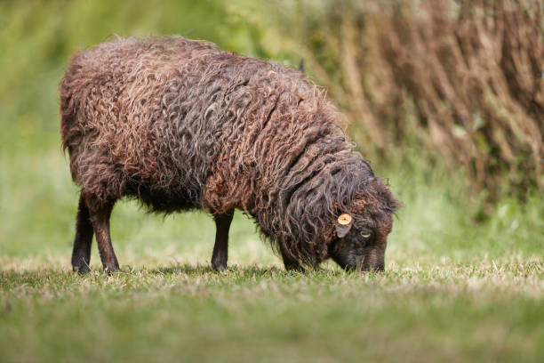 istock Cute brown ouessant sheep on meadow 2188677094