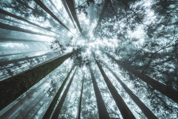 istock Foggy day in the forest, Alishan mountain, Taiwan 2188678558
