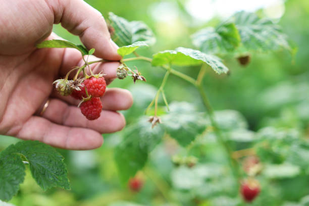 istock Garden care. A farmer examines ripe raspberries. Raspberry harvest. 2188679643