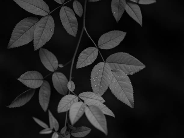 istock The raindrops on leaves 2188680462