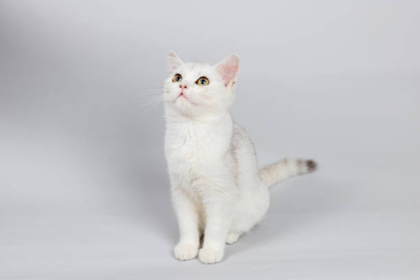 Cute little cat on the white backgroundn，Silver British Shorthair Cat Kitten