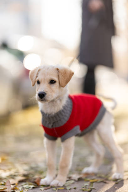 Close-up shot of cute puppy on a leash enjoying sunny day outside