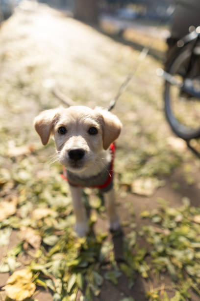 Close-up shot of cute puppy on a leash looking at camera while enjoying sunny day outside