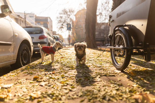 A sweet dog in a bicycle basket