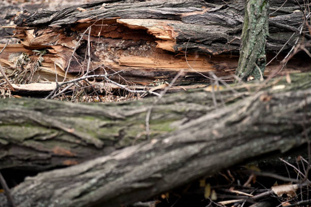 Deforestation and forest clearance. Illegal logging. Forest destruction, felling trees. Cutting trees. Stacks cut wood. Forests illegal disappearing. Deforestation, timber logging. Forest clearing.