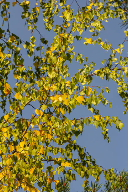 istock Golden leaves on a birch in autumn 2188687306