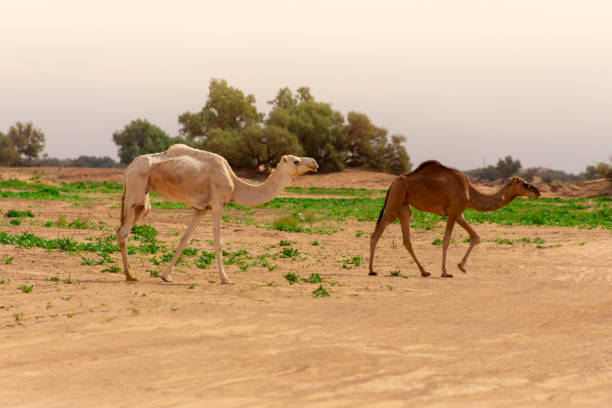 istock Dromedary walking freely in the Sahara 2188687370
