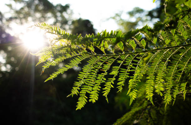 A fern leaf is beautifully lit by the sun with a forest background in South Africa.
