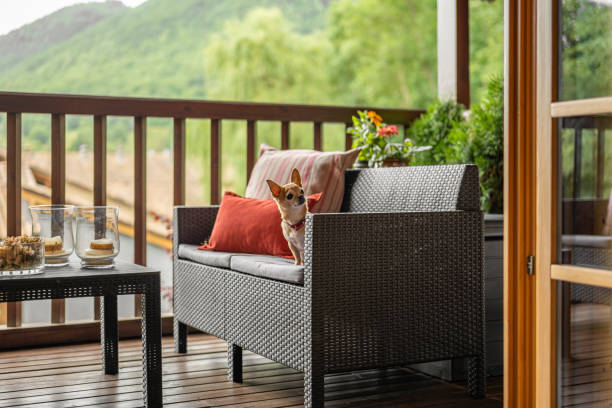 istock An old toy terrier sits on a wicker sofa on a cozy terrace. Pets at home concept. 2188687607