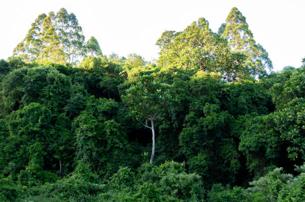 A lush forest with dense green foliage and towering trees. A tall tree with white bark in the center of the forest creates a symmetrical view.