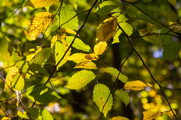 istock sunlit autumn leaves, colorful fall, colorful hornbeam leafs, carpinus 2188687837