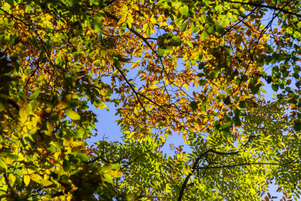 sunlit autumn leaves, colorful fall, colorful hornbeam leafs, carpinus.
