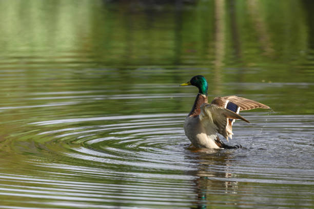A drake washing itself in a pond, a mallard duck flapping its wings