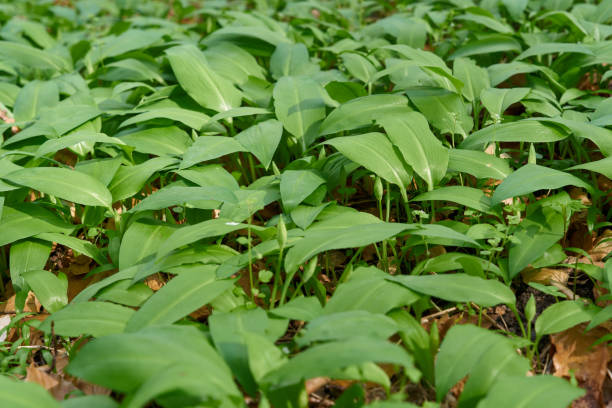istock Wild garlic Allium ursinum in a forest 2188690449