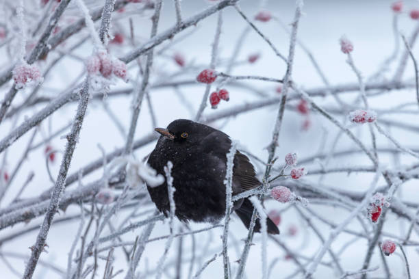 istock Puffed up blackbird on a cold winter day 2188690511