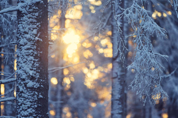Sunlight in the snow covered spruce trees of a winter forest in Uppland, Sweden.