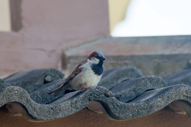istock Sparrow sitting on the roof 2188692880