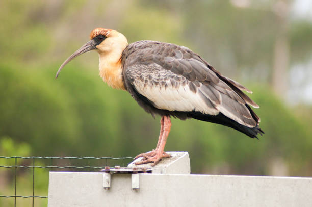 istock Beautiful ibis guesthouse resting 2188692881