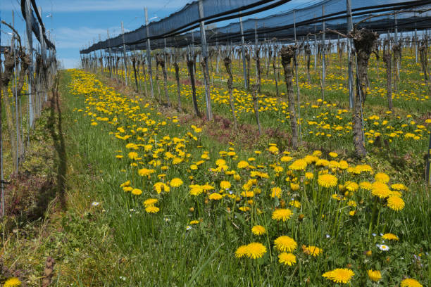 Vineyard grape buds and small leaves in springtime.