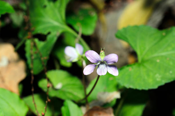 istock Pretty Viola tachitubosumire (Viola grypoceras) blooming on a forest path (Natural+flashlight, close-up macro photography) 2188695837
