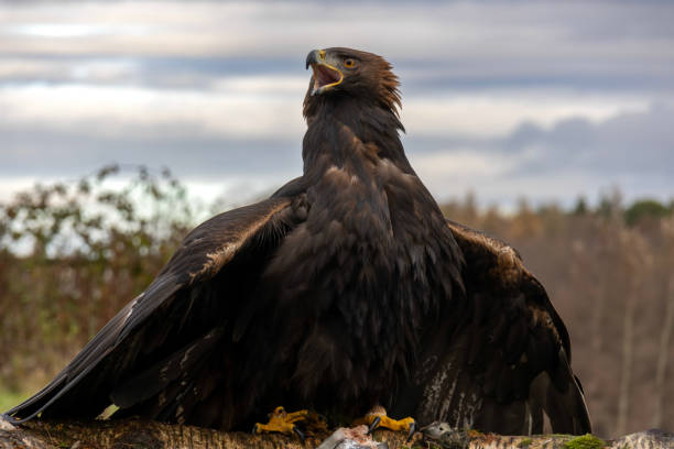 istock Golden Eagle Warding Off Other Hunters 2188707409