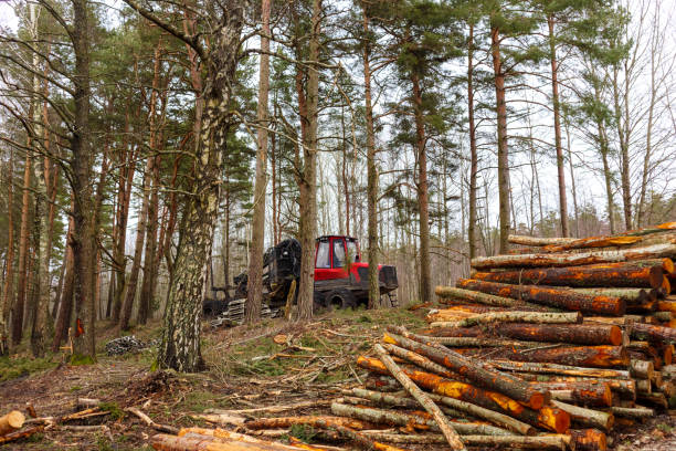 istock .A forest with sawn and stacked pine trees in a pile and tractors in the background 2188708251