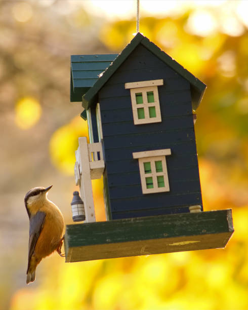 istock Eurasian nuthatch (Sitta europaea) is a birdfeeder in autumn. 2188711334