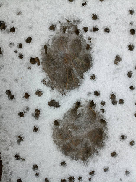 istock Dog paw prints in the snow 2188714045