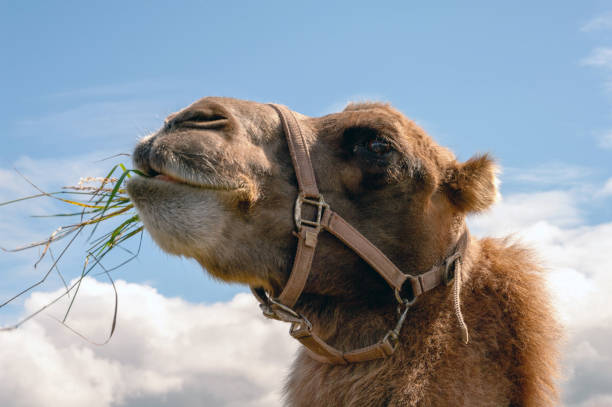 istock A camel is eating grass with its mouth open 2188714337