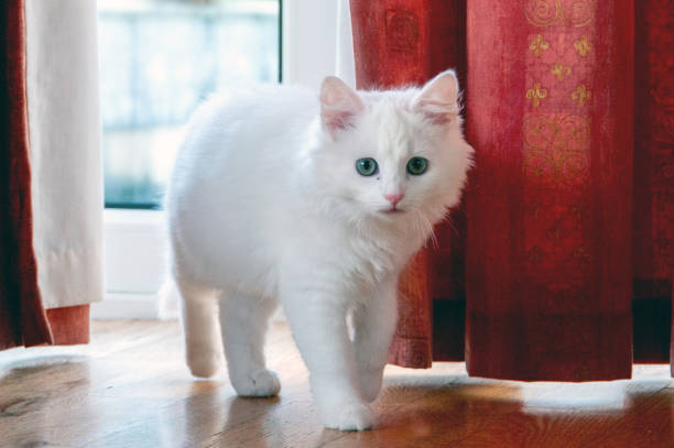istock A white cat is walking on a wooden floor 2188714718