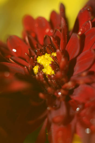beautiful flowers, floral concept background.