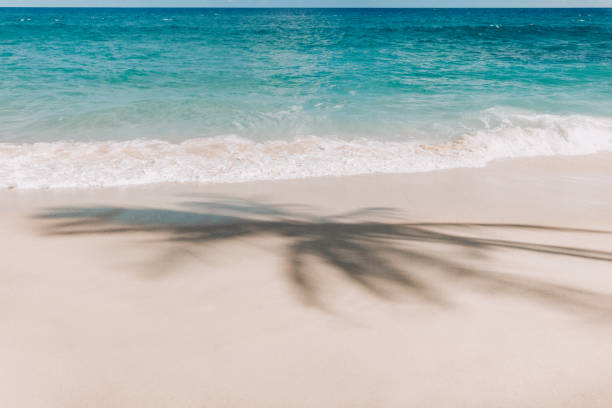 Palm tree shadow on a sandy tropical beach with turquoise waves under a vibrant blue sky.