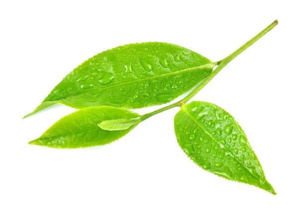 istock Green tea leaf with drops of water on white background. 2188716169