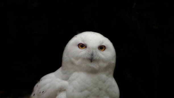 istock Snowy owl looking at the camera on a black 2188716257