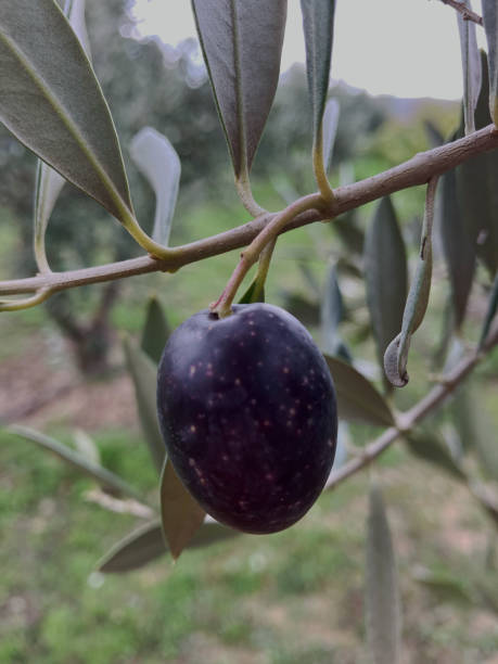 istock collection of natural olives from an olive tree 2188716677