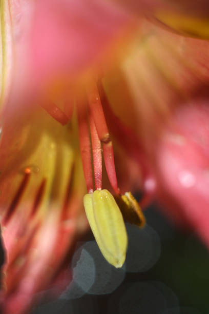 close up view of beautiful blooming flower in the garden