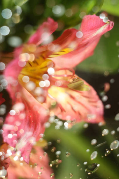 close up view of beautiful blooming flower in the garden