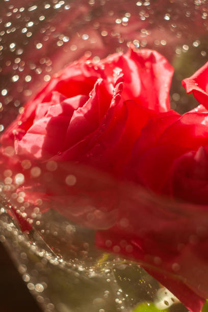 Raindrops on a lovely pink hybrid tea rose