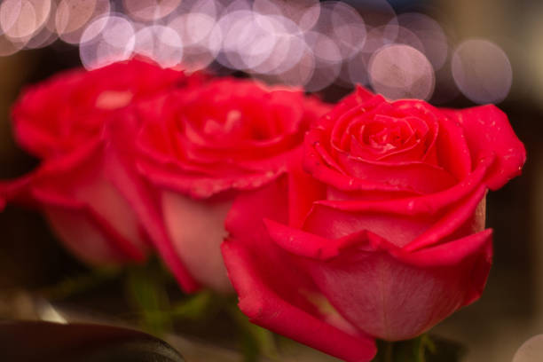 beautiful bouquet of red roses in vase