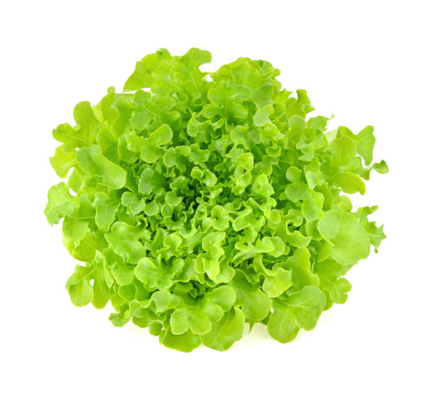 istock Green oak lettuce isolated on white background. 2188718064