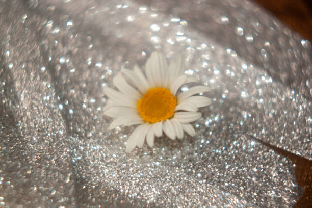 chamomile flower with drops on it, close - up, selective focus, shallow