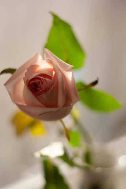 beautiful rose flower in the garden.