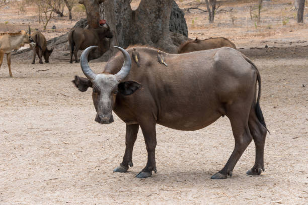 Buffalo in the Fathala reserve in Senegal