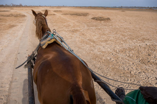 Horse from the inside of a cart, circling the coastal area of Palmarin, Senegal