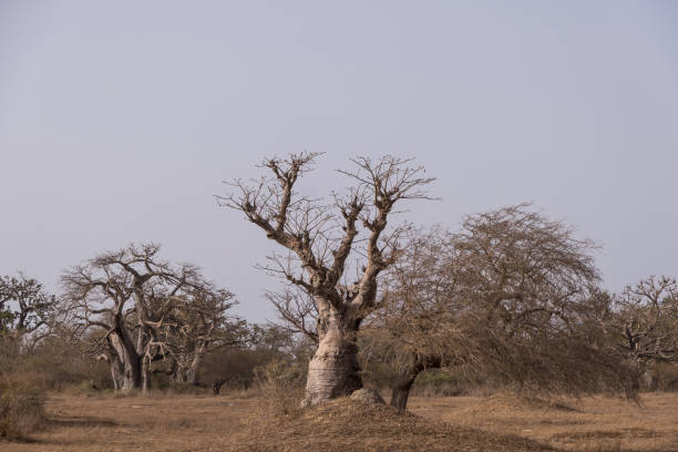 istock Baobabs in Palmarin area, Senegal 2188719151
