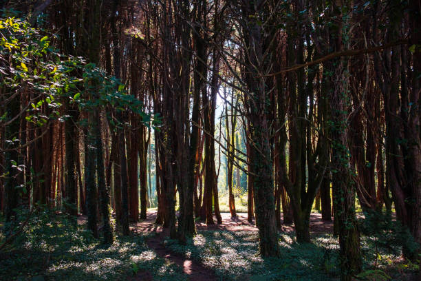 istock Beautiful forest in Doi Inthanon National Park, Thailand 2188720524