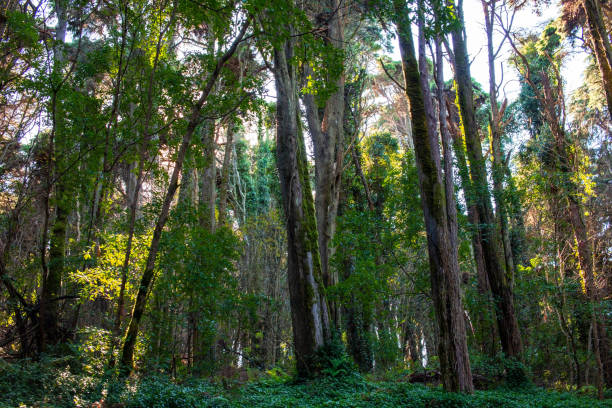 Tropical forest at Doi Inthanon National Park, Thailand.